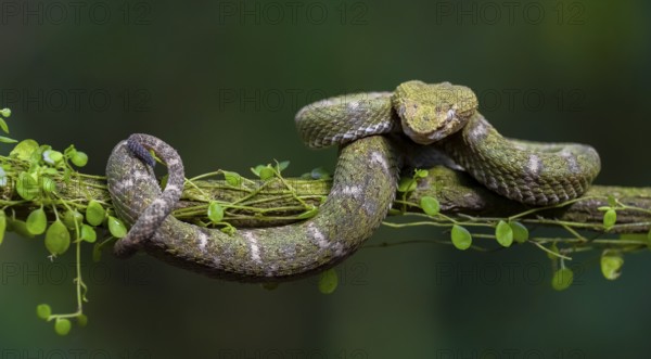 Griffin-tailed lance adder (Bothriechis schlegelii), green variety, sitting on a branch, Heredia