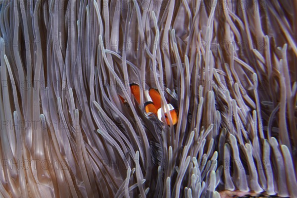 Ocellaris Clownfish (Amphiprion ocellaris), Nemo, hidden in the tentacles of a giant anemone
