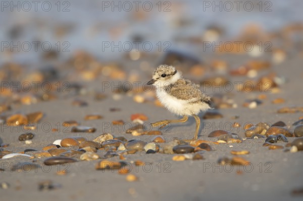 Ringed plover (Charadrius hiaticula) juvenile baby chick wading bird walking on a beach in summer,