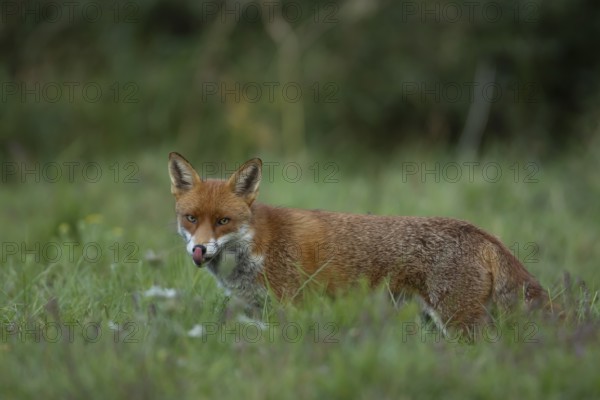 Red fox (Vulpes vulpes) adult animal sticking its tongue out in grassland countryside in the