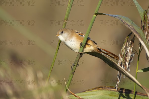 Bearded tit or reedling (Panurus biarmicus) adult female bird on a reed stem in a reedbed, England,
