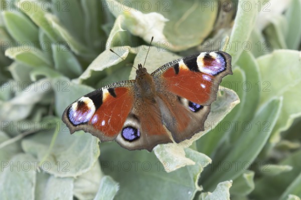 Peacock butterfly (Aglais io) adult insect resting on garden plant leaves in summer, England,