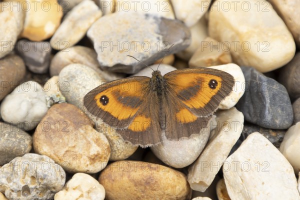 Gatekeeper butterfly (Pyronia tithonus) adult insect resting on a shingle garden path in summer,