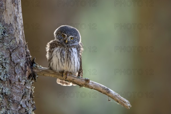 Pygmy Owl (Glaucicium passerinum), sitting on the branch of a tree, Pirchner Ast, Schwaz, Tyrol,