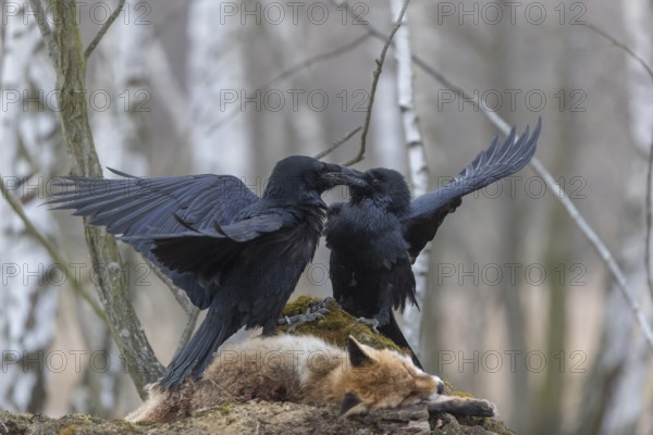 Two common raven (Corvus corax), fighting and feeding on the carcass of a red fox lying on stones