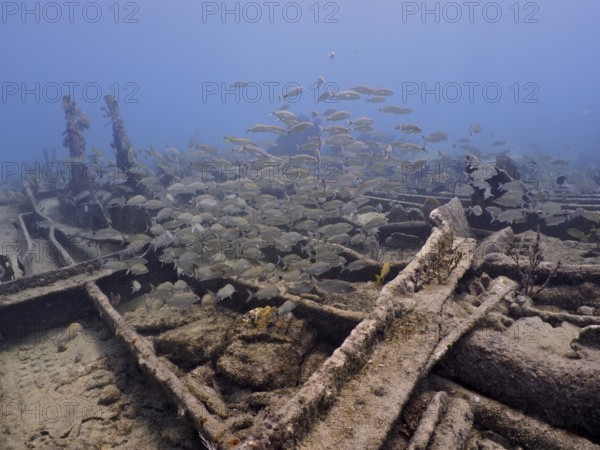 A school of fish swims around a derelict shipwreck in the blue ocean, dive site Benwood, John