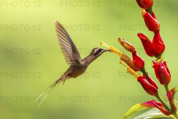 Long-billed Shadow Hummingbird (Phaethornis longirostris), Hummingbird (Trochilidae), Swiftbirds