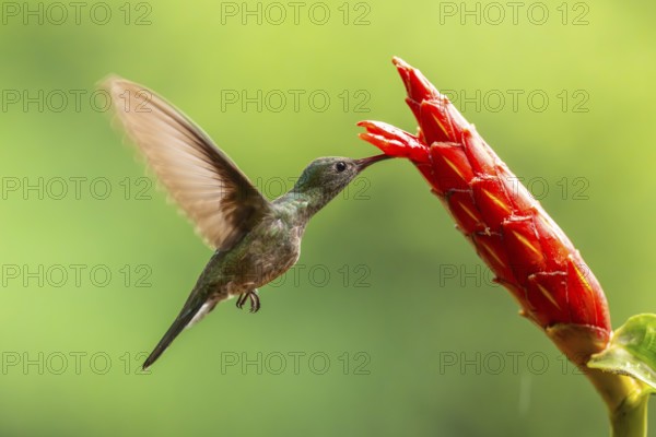 Green-fronted Brilliant Hummingbird (Heliodoxa jacula), Hummingbird (Trochilidae), Swiftbirds