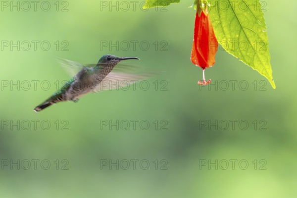 Green-fronted Brilliant Hummingbird (Heliodoxa jacula), Hummingbird (Trochilidae), Swiftbirds