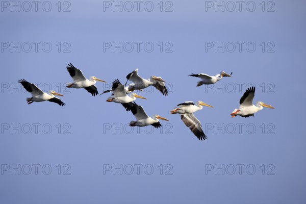 Rhinoceros pelican (Pelecanus erythrorhynchos), adult, group, flying, Merritt Island, Black Point