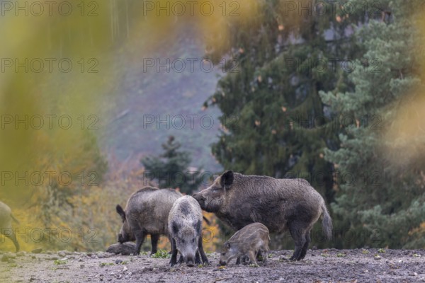 A group of wild boar or wild pig (Sus scrofa), walking over an opening in early morning light,
