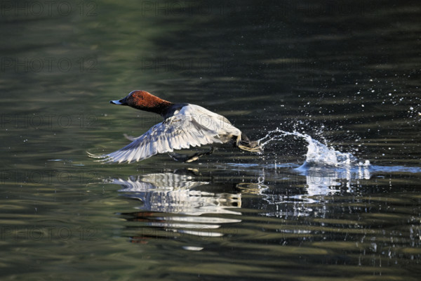 Common Pochard (Aythya ferina), male taking off from the water, Rootsee, Canton Lucerne,