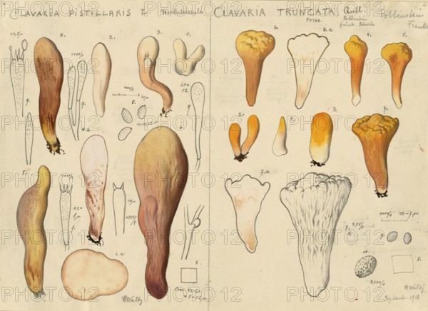 Mushroom, mushrooms, Hercules' giant club, Hercules' club, Clavariadelphus pistillaris and