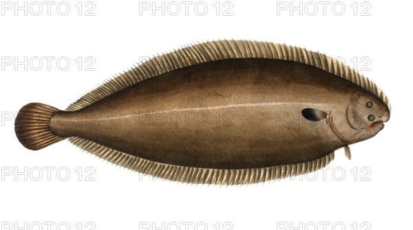 Fish, fishes, genus of right-eye flounders, Pleuronectes solea, the tongue, sole, The Sole,