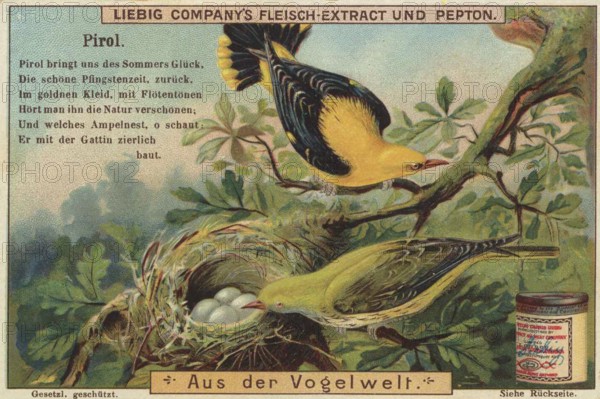 Picture series From the world of birds, oriole, Liebig picture, digitally restored reproduction of