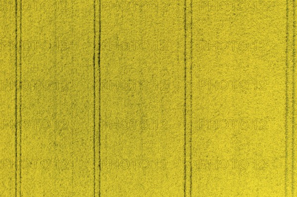 Aerial view of traces in a flowering rape field (Brassica nappa), district of Leipzig, Saxony,