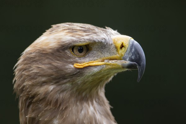 Steppe eagle (Aquila nipalensis) adult bird of prey head portrait, England, United Kingdom -