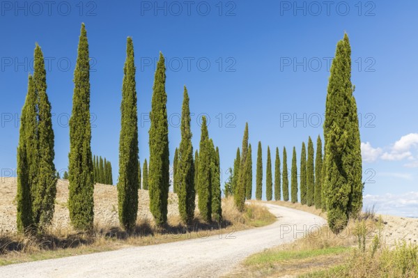 Avenue with cypress trees (Cupressus sempervirens), Monteroni d'Arbia, Province of Siena, Tuscany,