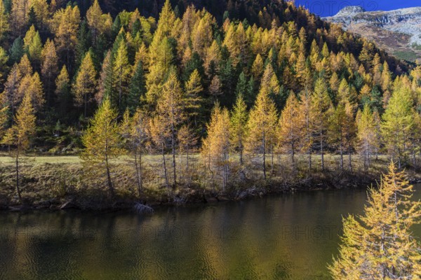 Fall foliage seen from the Malta Hochalm road. Carithia, Austria, Europe