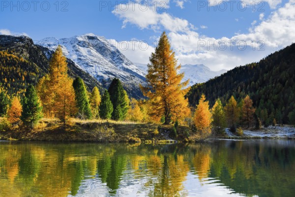 Mountains and yellow larches reflected in lake, Morteratsch Valley, Upper Engadine, Grisons,