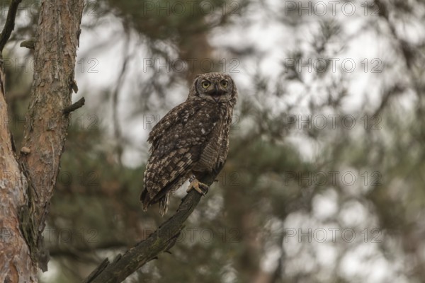One spotted eagle-owl (Bubo africanus) perched on a tree in a forest. Trees and leaves in the