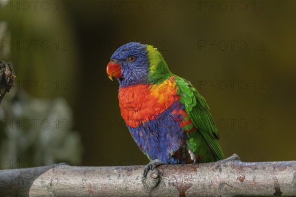 One Rainbow lorikeet (Trichoglossus moluccanus) sitting on a branch. Green vegetation in the