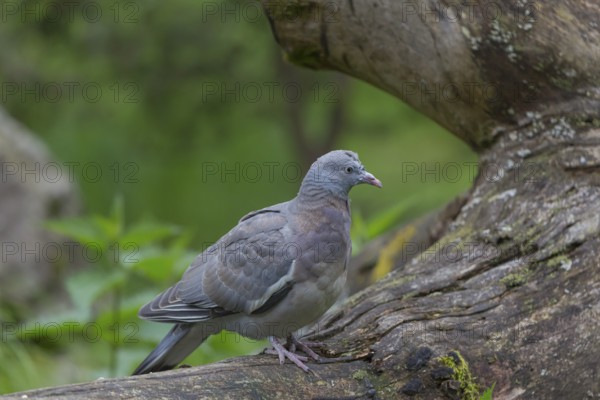 One common wood pigeon (Columba palumbus) standing on a fallen tree. Green vegetation in the