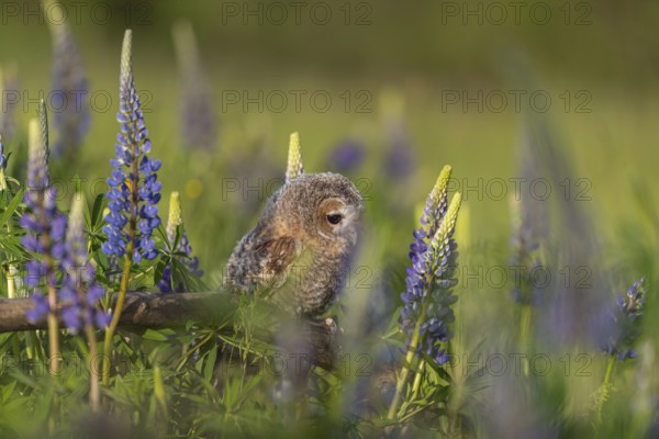 One young Ural owl (Strix uralensis) sitting on a branch lying in a field of flowering lupines in
