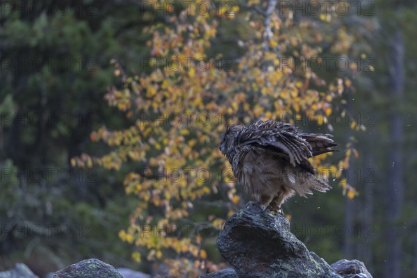 One Eurasian Eagle Owl, Bubo bubo, sitting on grey rocks, a birch tree in autumnal colors in the