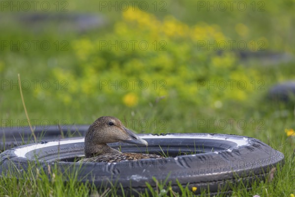 One female common eider, Somateria mollissima, breeding at the coast of Illugastadir Seal watching