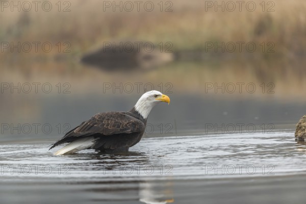 One Bald Eagle, Haliaeetus leucocephalus, standing in the shallow water ashore a small pond on a