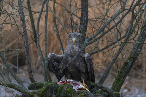 One white-tailed eagle (Haliaeetus albicilla) sitting on a small hammock feeding on a common carp.