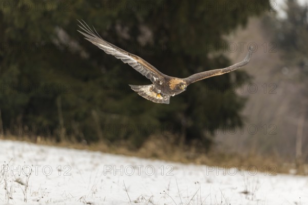 One golden eagle (Aquila chrysaetos) flying over a snowy meadow. A forest in the background.
