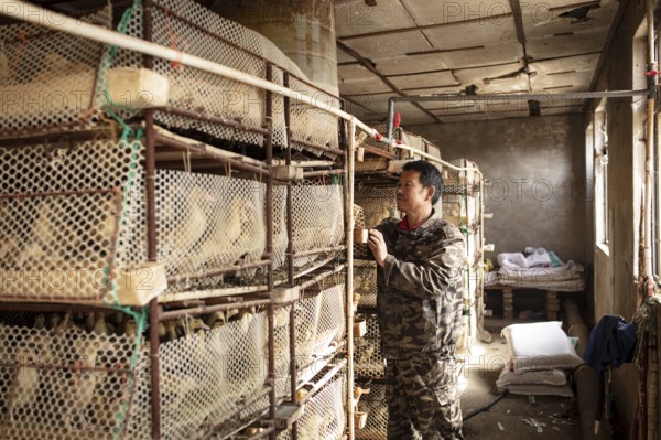 Worker with ducklings in rearing station, Jiang Su Salted Duck Farming Co. Ltd, Xiang Shui County,