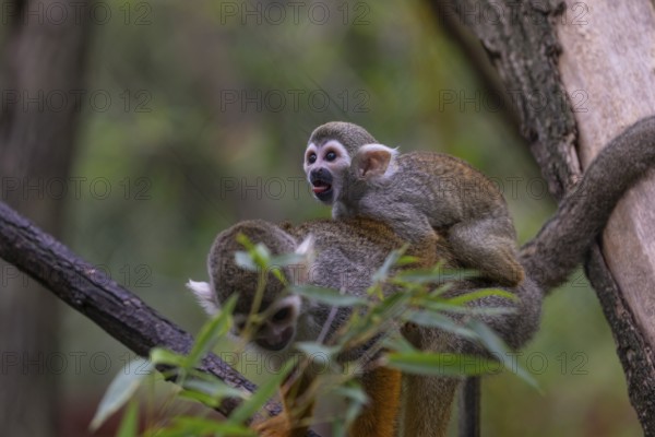 One female Central American squirrel monkey, Saimiri oerstedii, carrying her baby. Green vegetation