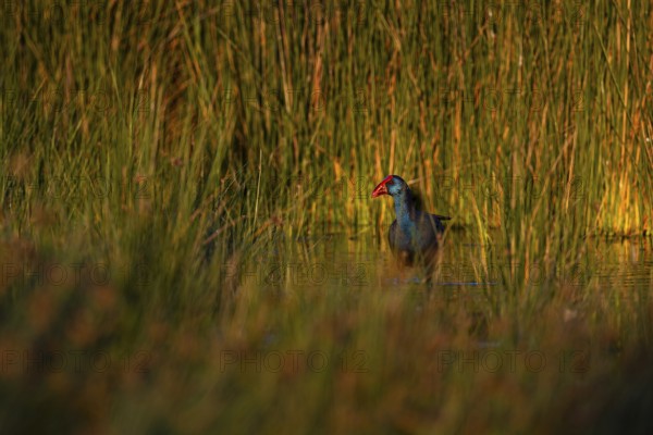 Purple partridge (Porphyrio porphyrio) in the reeds, Coto de Doñana National Park, Andalusia,