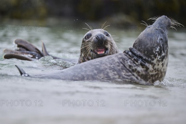 Grey seal (Halichoerus grypus) playing with each other in the water, sea, Düne, Helgoland,