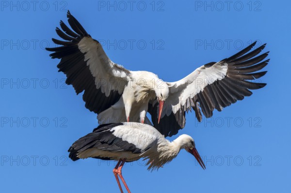 A stork flies powerfully towards another in a mating ritual, white stork (Ciconia ciconia),