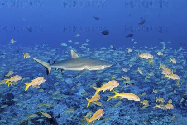Grey reef shark (Carcharhinus amblyrhynchos) hunting in a shoal of large schooling barbs