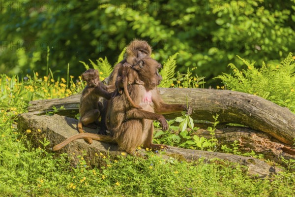 Two Gelada females (Theropithecus gelada) sit with their babies on tree stumps in the flowering