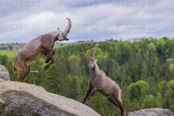 Two young male ibex (Capra ibex) playfight on rocks