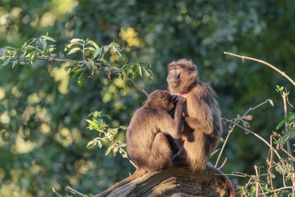 Two female Gelada (Theropithecus gelada), or bleeding-heart monkey sit in beautiful light on a tree