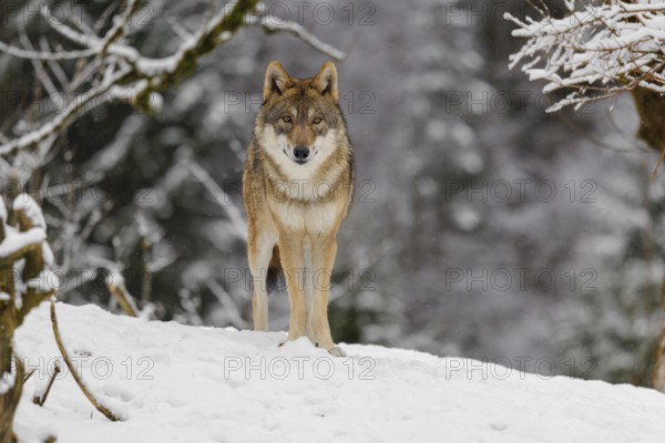 An adult female grey wolf (Canis lupus lupus) stands on a sloping, snow-covered meadow on a cold,