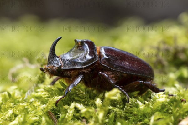 Rhinoceros beetle (Oryctes nasicornis), male, Oberhausen, Ruhr area, North Rhine-Westphalia,