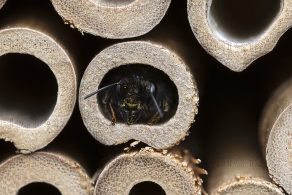 Horned mason bee (Osmia cornuta), looking out of its nesting tube, insect hotel, Oberhausen, Ruhr