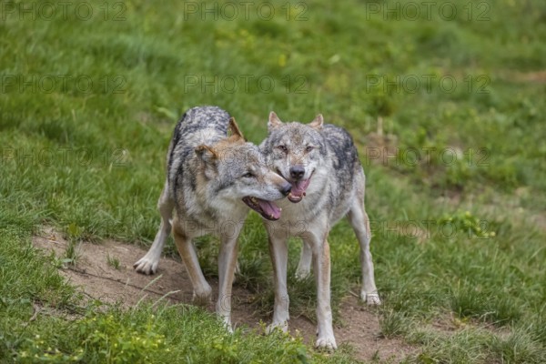 Two adult male eurasian gray wolves (Canis lupus lupus), social behaviour, dominance