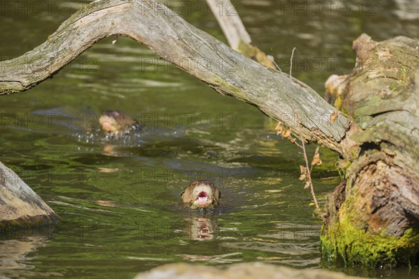 Two giant otters or giant river otters (Pteronura brasiliensis) swimming in a small river under the