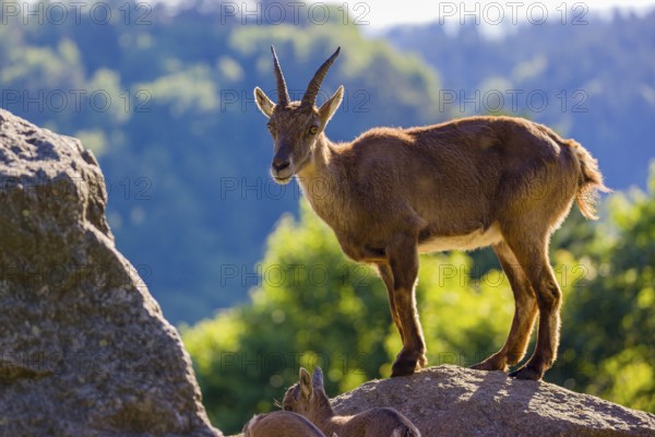 One adult female ibex (Capra ibex) and two of her babies standing on rocks
