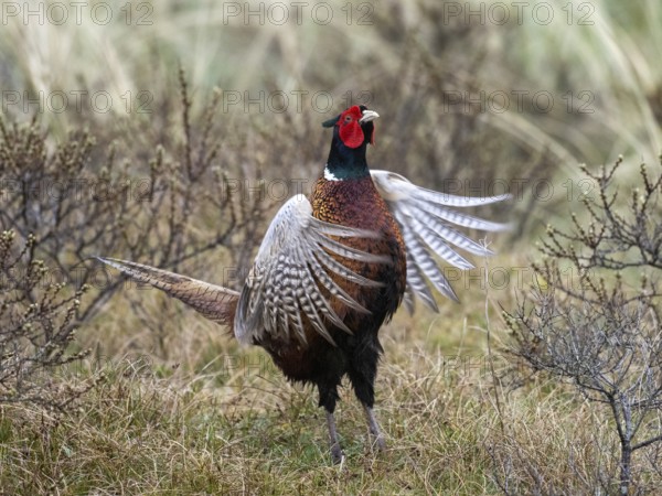 Pheasant (Phasianus colchicus) adult male or cock, flapping its wings in courtship display, island