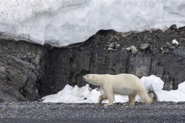 Lone polar bear (Ursus maritimus) walking on shingle beach under sea cliff along the Svalbard coast